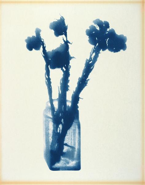 лурдес кастроanaphalis-margaritacca-1972.jpg!Large.jpg