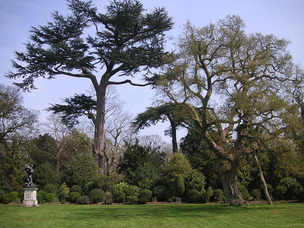 1024px-Painshill_Park_002_Cork_Oak_and_Cedars.JPG
