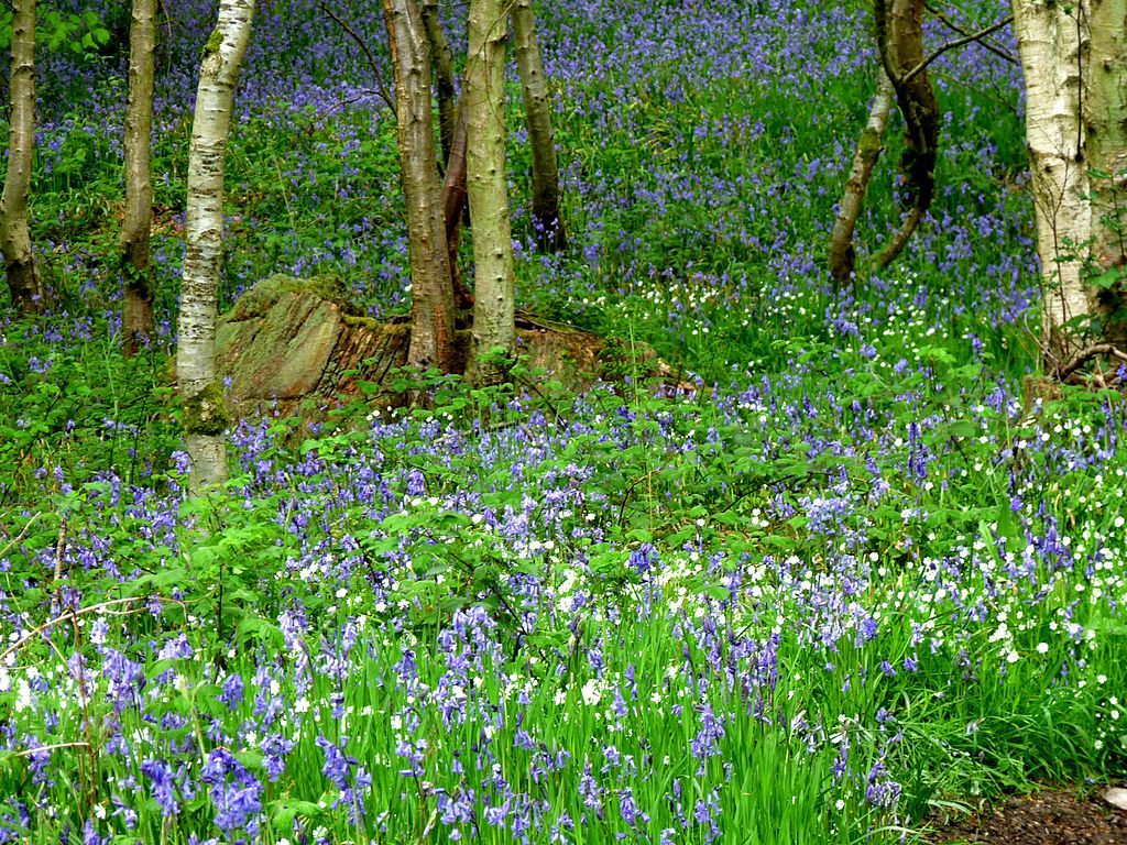 1024px-Stourhead_02_(4653100908).jpg