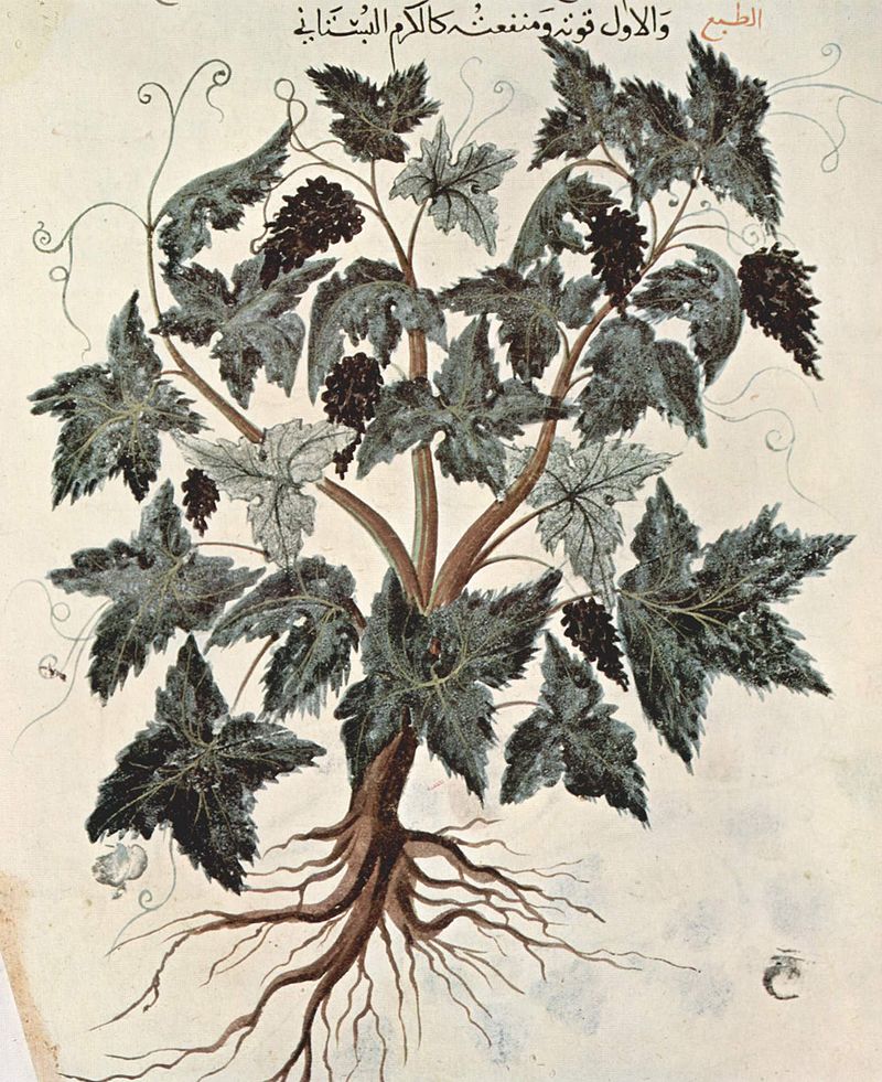 1229x-Arabischer_Maler_des_Kräuterbuchs_des_Dioskurides_003.jpg