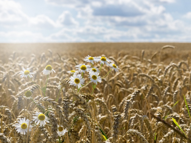2017Nature___Fields_Camomiles_grow_on_the_field_of_yellow_wheat_117568_29.jpg