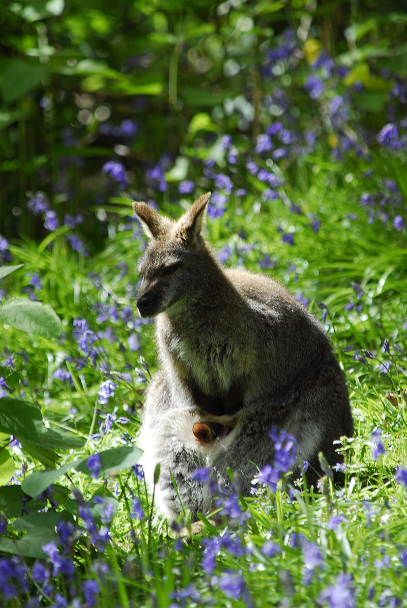 800px-Leonardsleewallabies.JPG