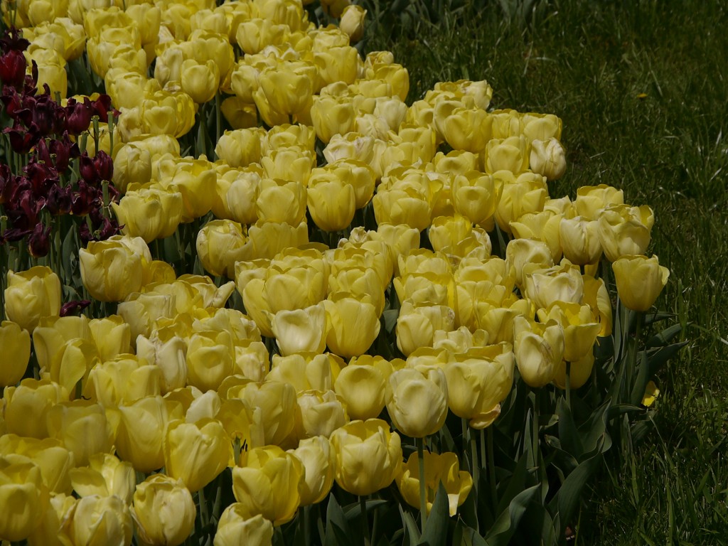 _1050014.jpg