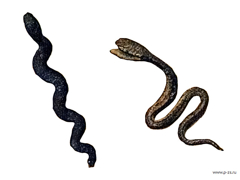 animal-34  3-5.jpg