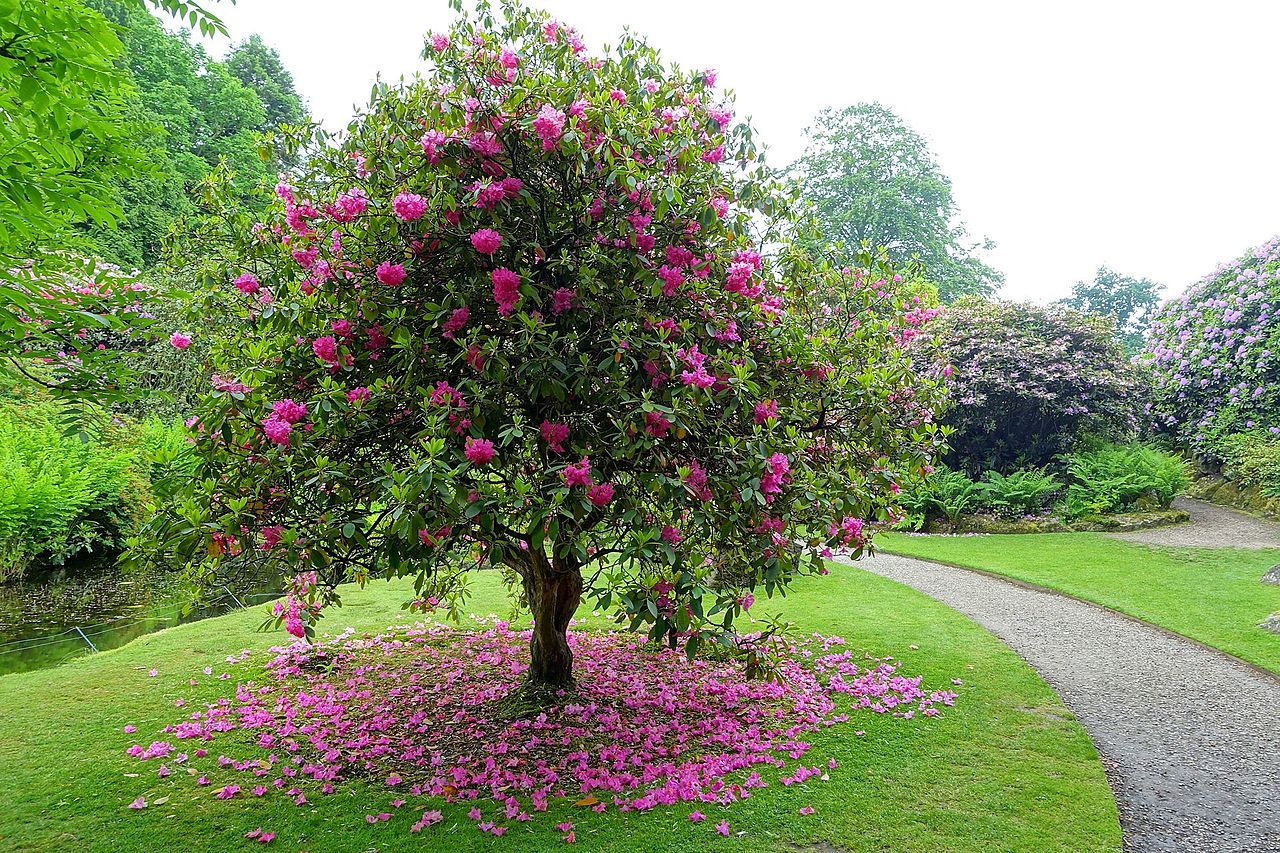 Biddulph_Grange_Garden_-_Staffordshire,_England_-_DSC09128.jpg