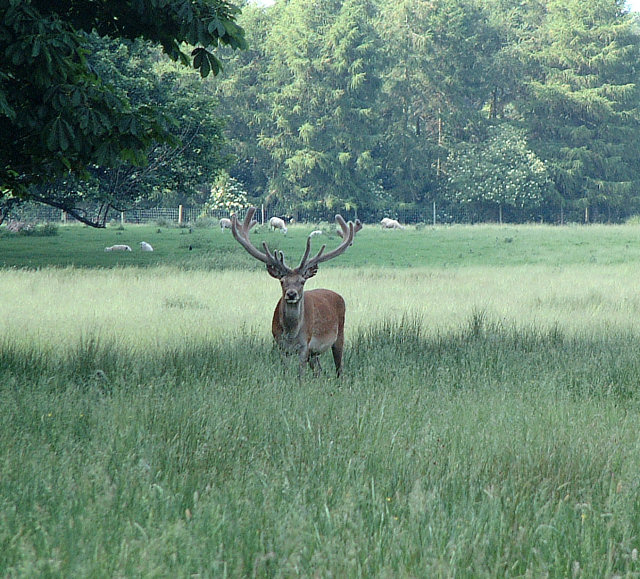 Deer_-_geograph.org.uk_-_19788.jpg