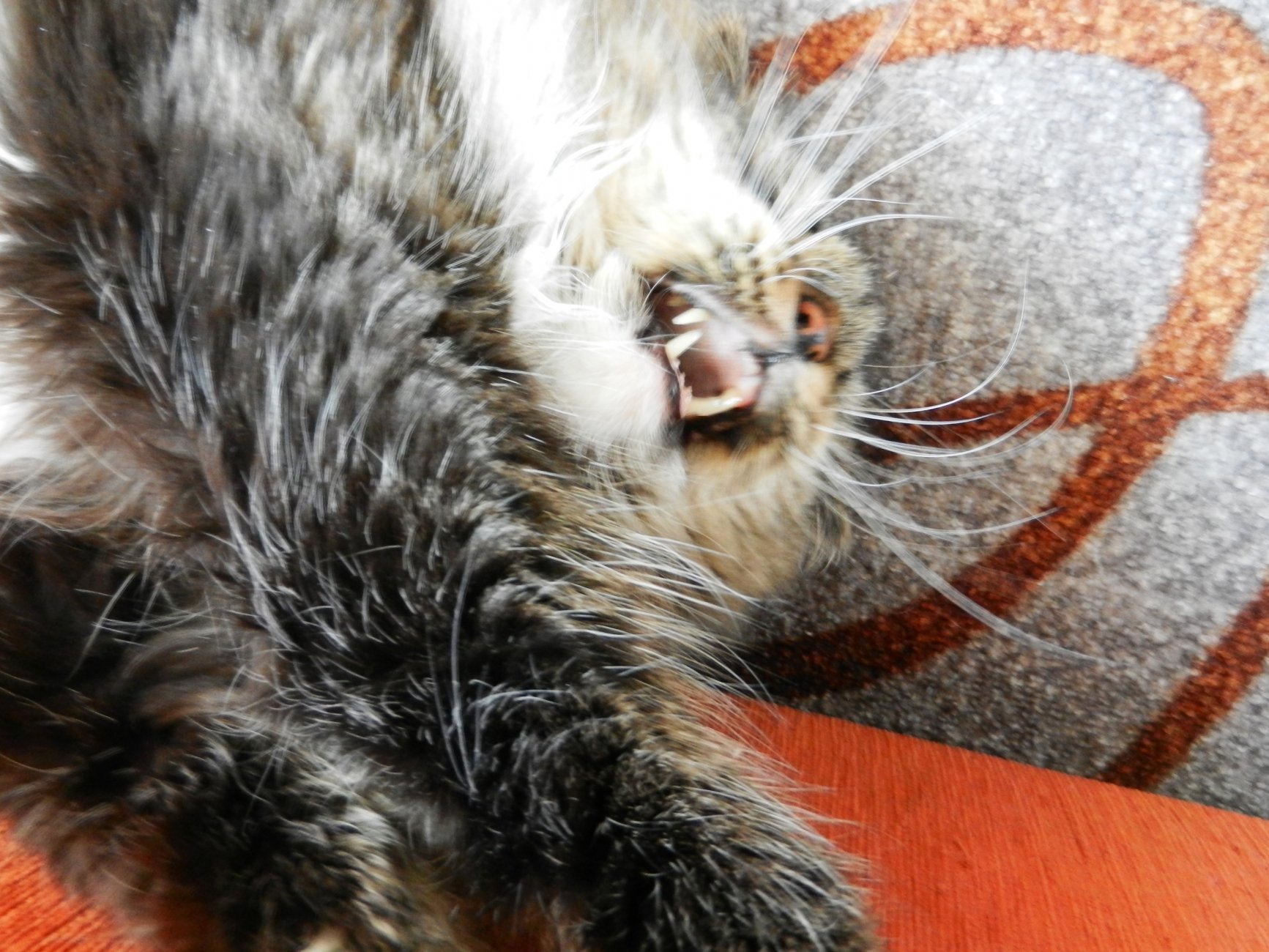 DSCN2790.JPG
