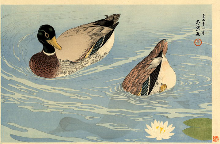 ducks-1920.jpg