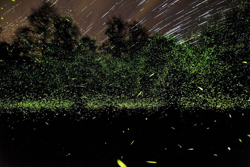 firefly-005.jpg