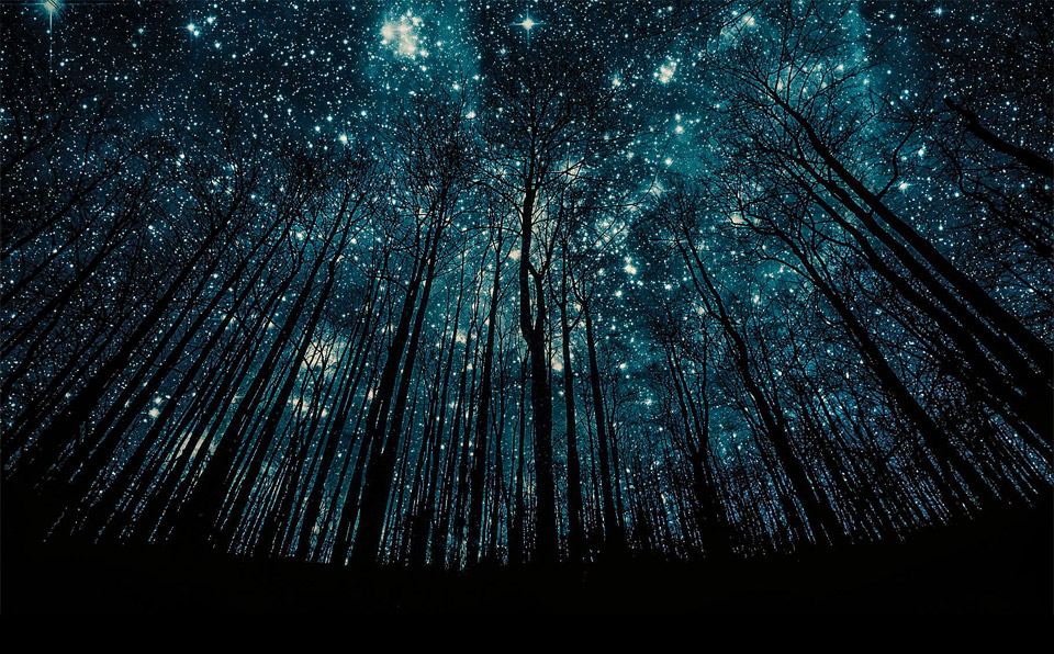 forest-silhouettes.jpg