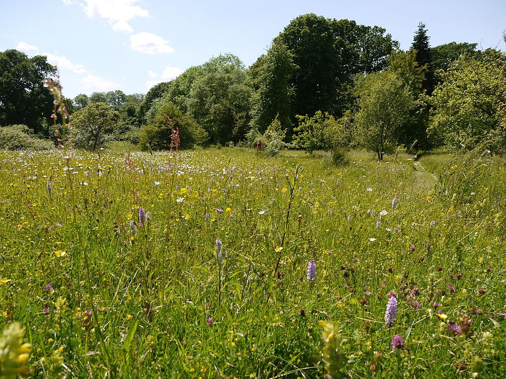 GreatDixterOrchidenwiese.jpg