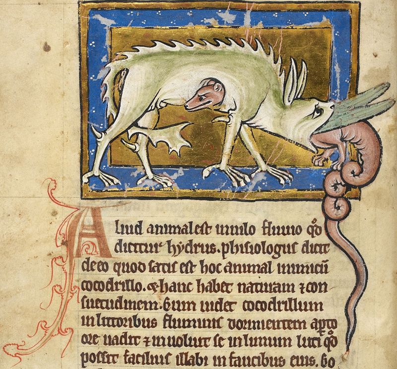 Hydrus_royal_MS12.jpg