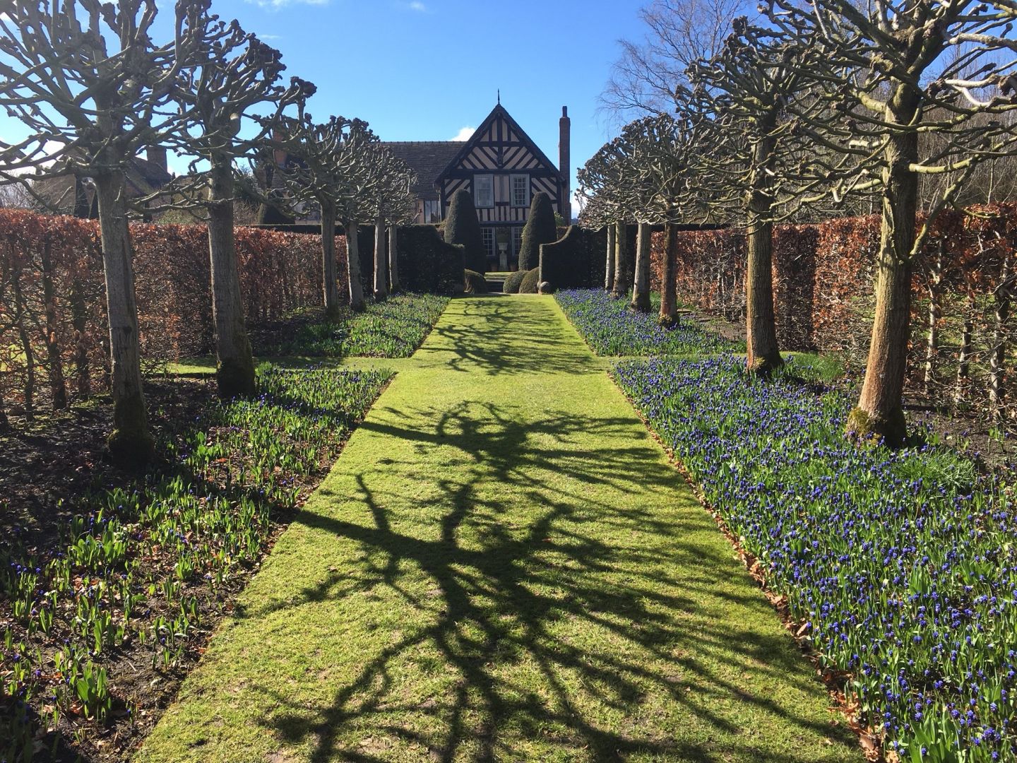 Lime Allee March 2016.jpg