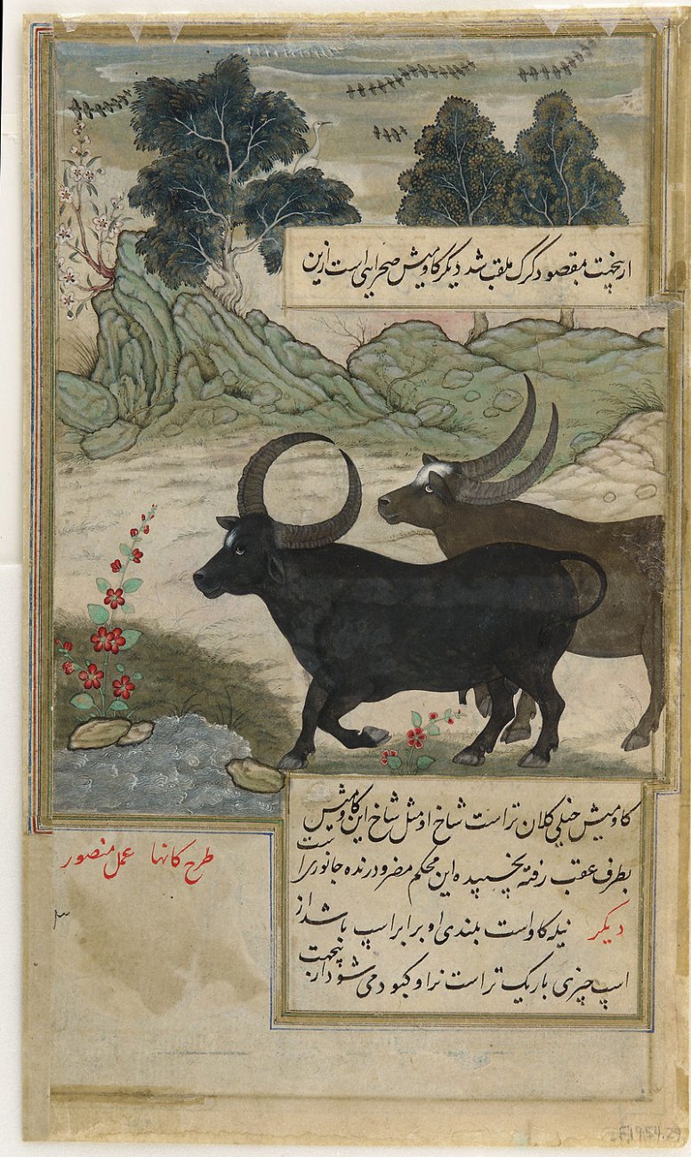 Mansur-20.jpg