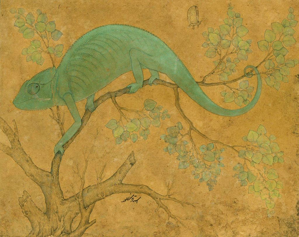 Mansur._A_Chameleon._1612,_Royal_Collection,_Windsor_Castle..jpg