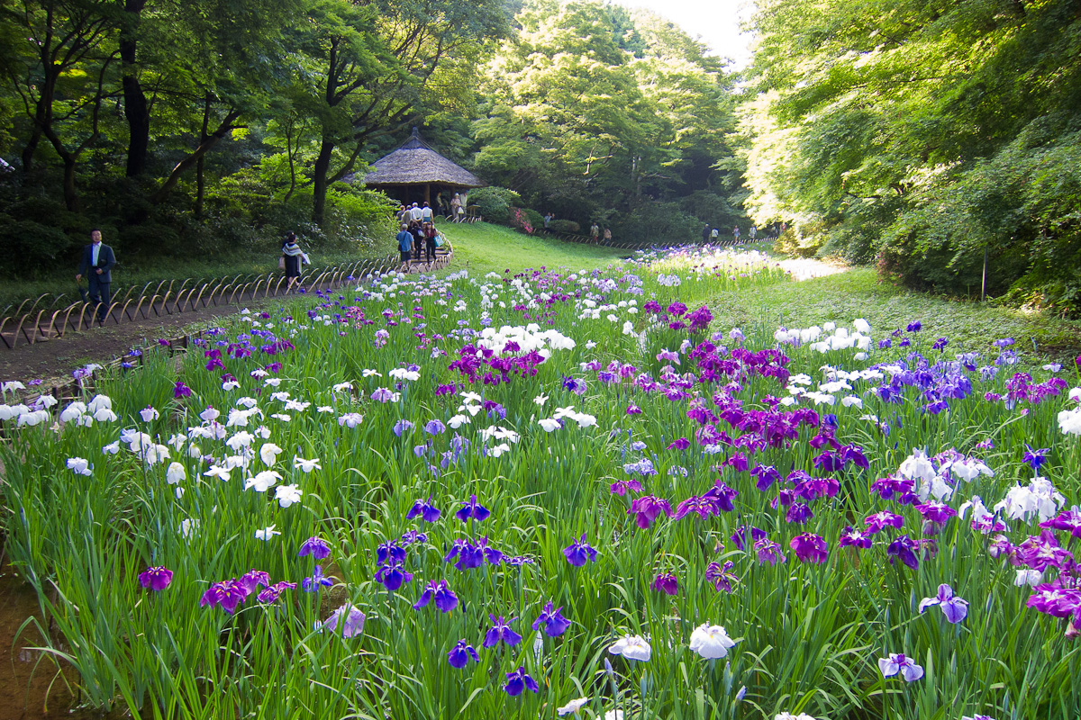 Meiji-Shrine-Innergarden-02.jpg