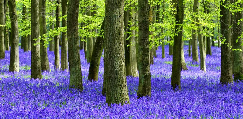 milton-park-levander-forest.jpg