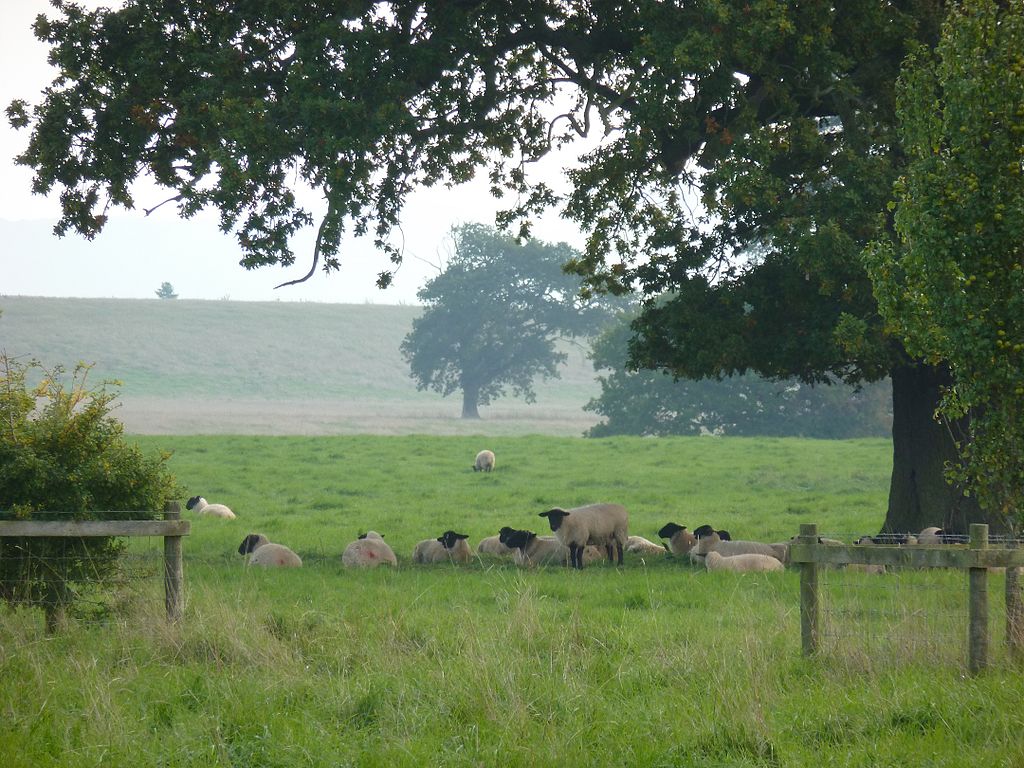P1060122_Croome_Park_HenSne.JPG