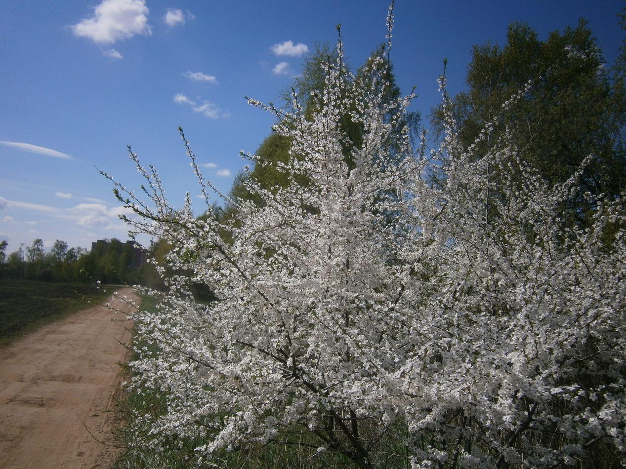 P2071223j.jpg