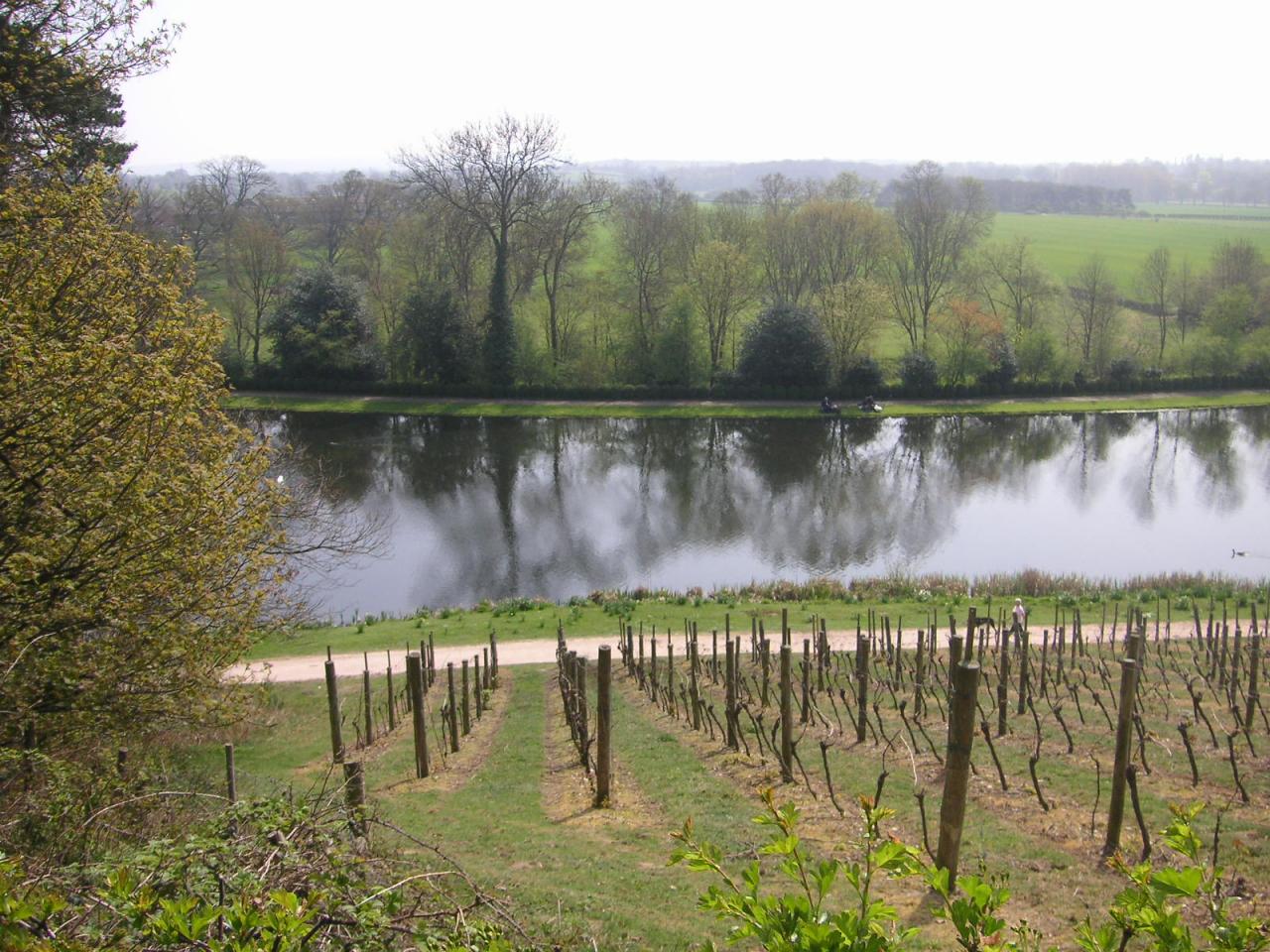 Painshill_Park_003_vineyard (1).jpg