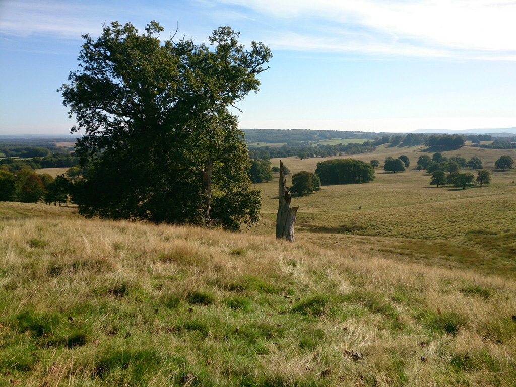 Petworth-Park-Sussex-3.jpg