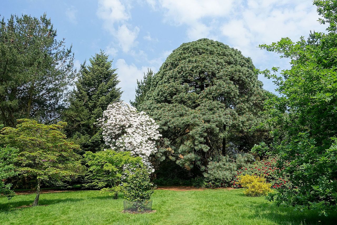 Plantings_-_Sheffield_Park_and_Garden_-_East_Sussex,_England_-_DSC05586.jpg