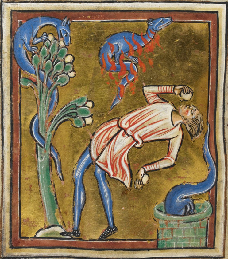 Salamandre_royal_MS12.jpg