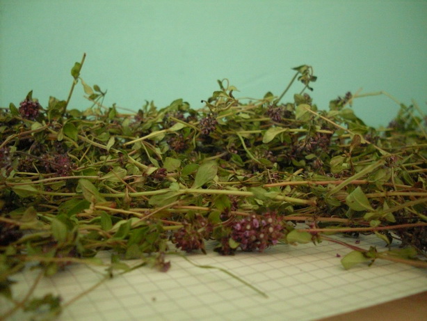 SDC10005.JPG