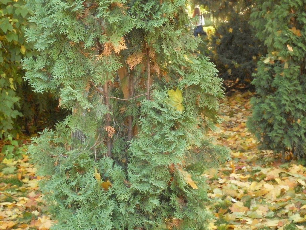 SDC10631_.jpg