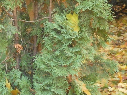 SDC10631_2.jpg