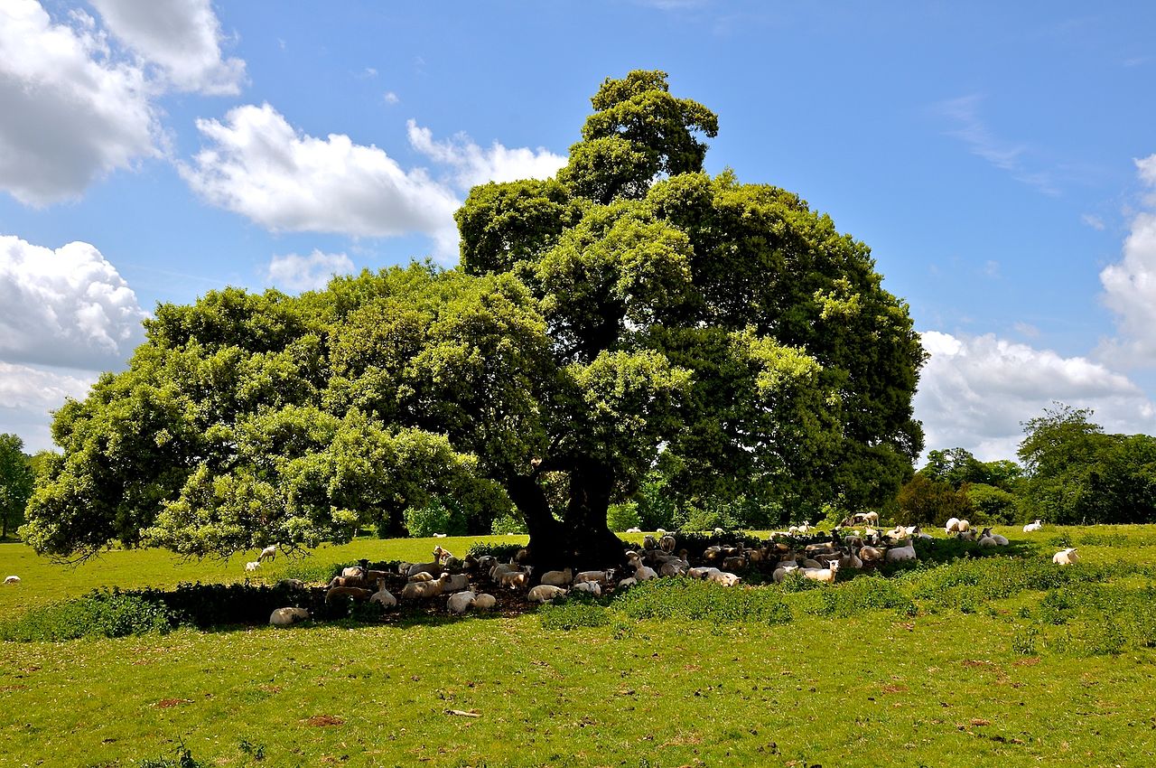 Stowe_Park,_Buckinghamshire_(4663845659).jpg