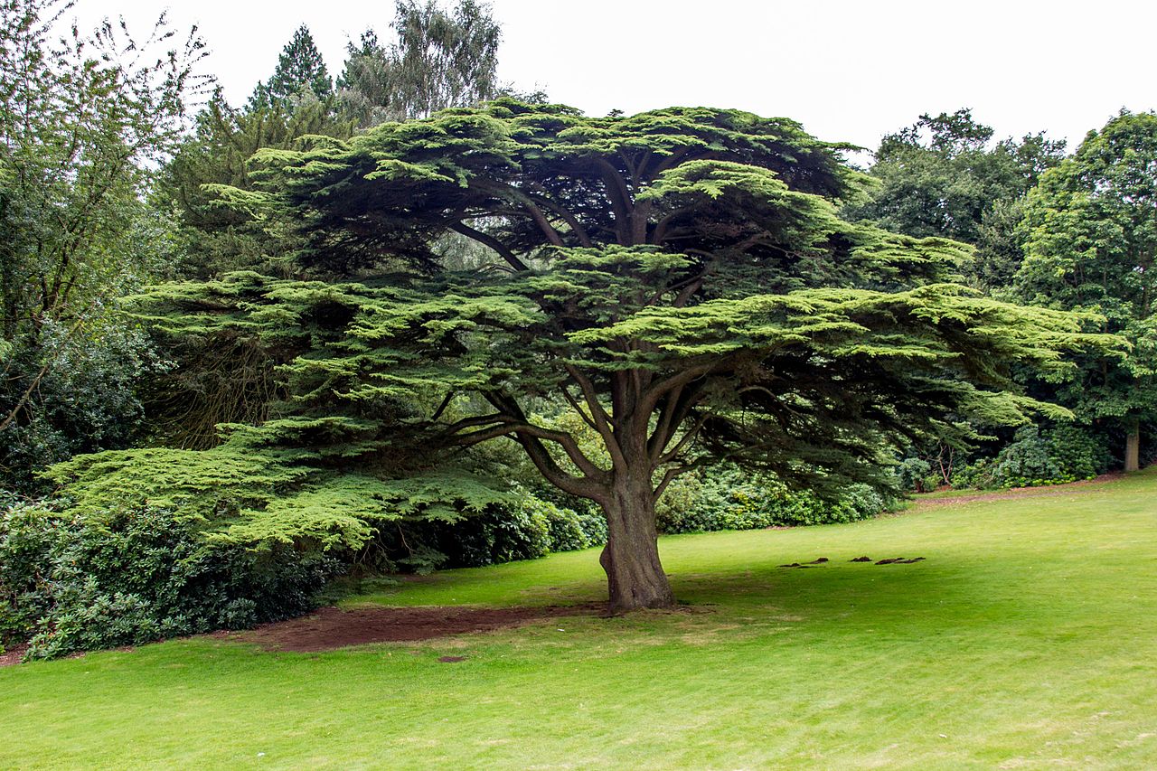 Tatton_Park_2016_086.jpg