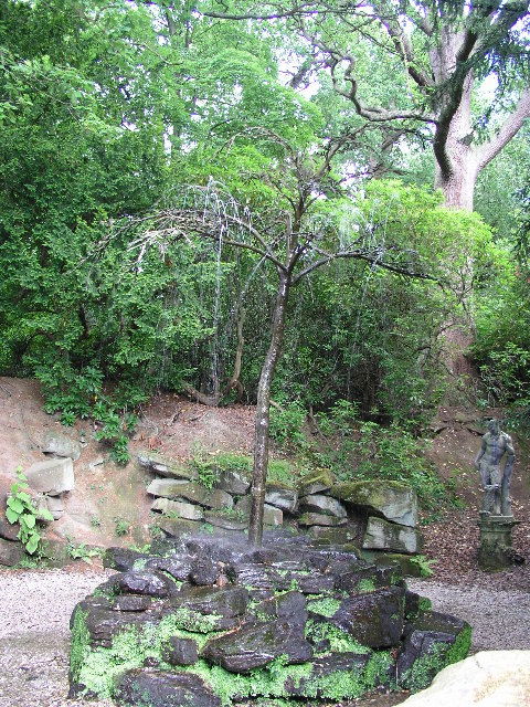 The_Weeping_Tree_At_Chatsworth_-_geograph.org.uk_-_56310.jpg