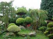A-beautiful-garden-showcasing-the-wide-variety-of-plants-one-can-use.jpg