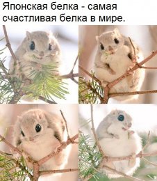 Счастливая японская белка.jpg